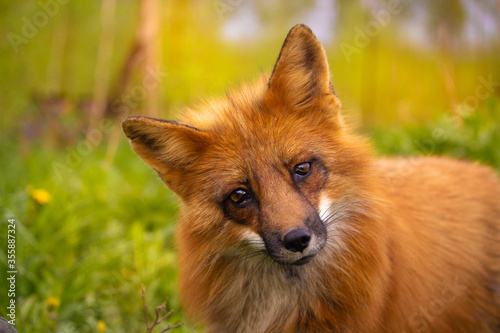 red fox vulpes