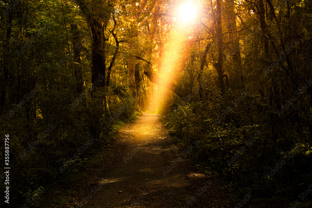 Obraz premium 奇跡の光