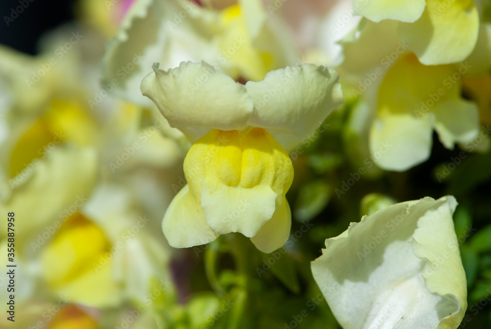 Obraz premium Pink Snapdragon