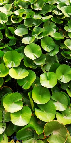 green water lily