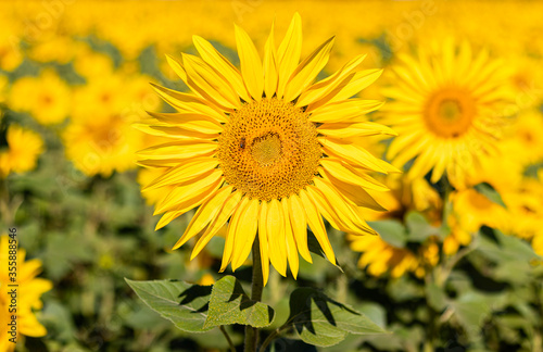 field of sunflowers in the summer