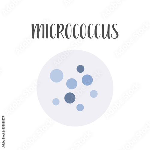 Micrococcus. Bacteria classification. Spherical shapes of bacteria, cocci. Types and different forms of bacterial cells. Morphology. Microbiology. Vector flat illustration photo
