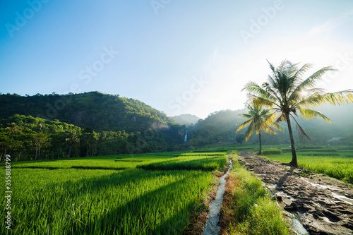 the atmosphere of the rice fields in the morning