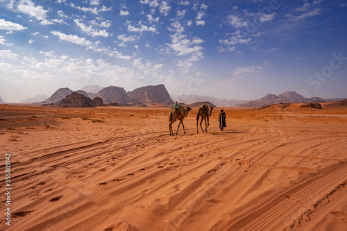 Camels in the desert of Jordan  Aqaba   Wadi Rum