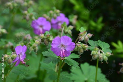 Purple geranium flowers with green leaves