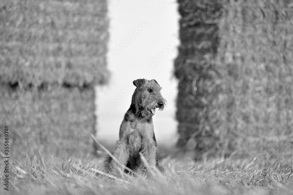 Airedale Terrier dog on the field with straw Airedale Terrier dog on the field with straw