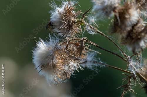 Close up of thistle seeds in the autumn sunshine