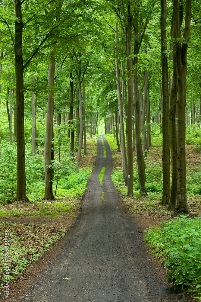 Fototapeta premium A forest walking path on a sunny day