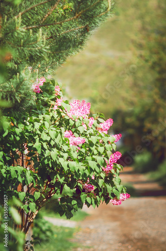 A beautiful bush of lilac grows on the street. Vertical photograph.