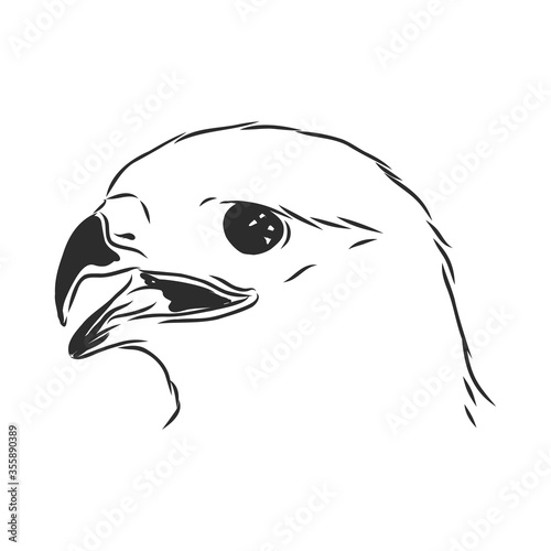 Black and white illustration. Sketch of bird for tattoo art. Detailed hand drawn eagle for tattoo on back. Falcon bird, vector sketch