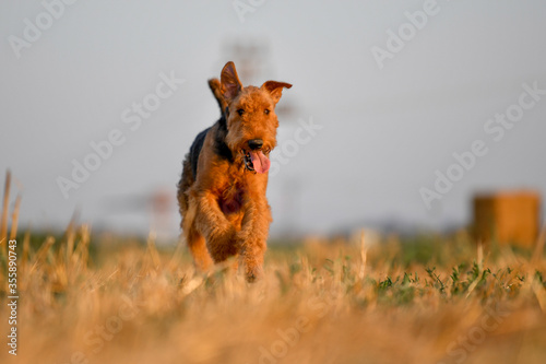Airedale Terrier dog runs on the field with straw