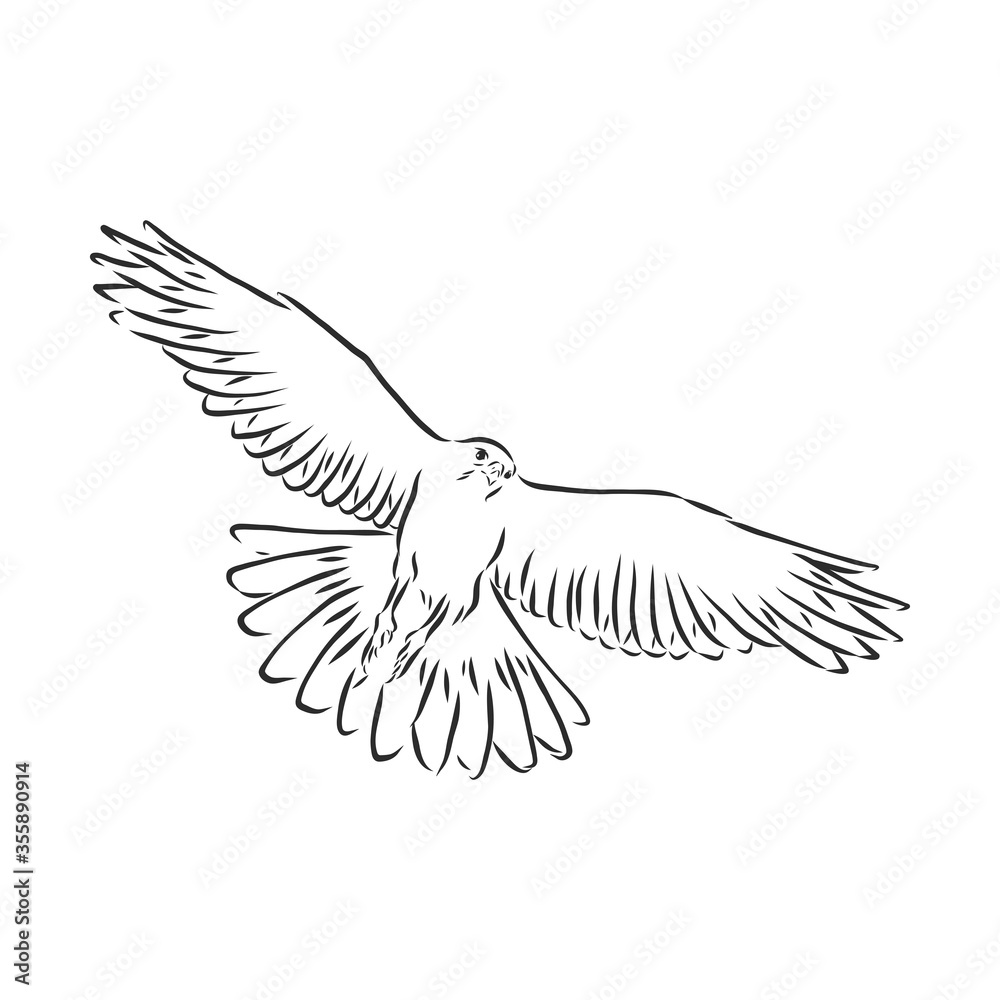 Obraz premium Black and white illustration. Sketch of bird for tattoo art. Detailed hand drawn eagle for tattoo on back. Falcon bird, vector sketch