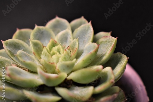 echeveria succulent in a pot