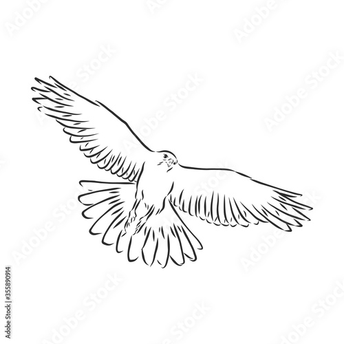 Black and white illustration. Sketch of bird for tattoo art. Detailed hand drawn eagle for tattoo on back. Falcon bird, vector sketch