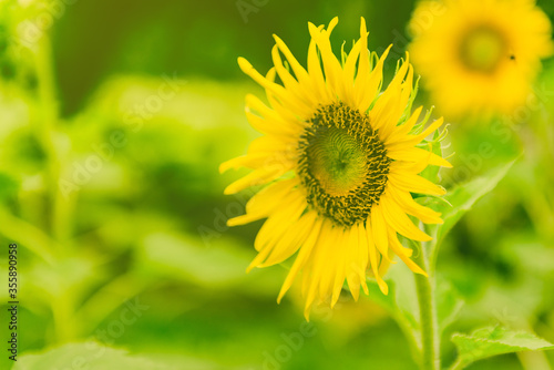 Flower blossom in the green field  flower in the garden