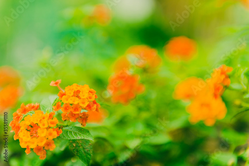 Flower blossom in the green field, flower in the garden © calcassa