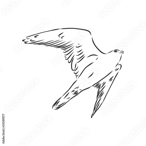 Black and white illustration. Sketch of bird for tattoo art. Detailed hand drawn eagle for tattoo on back. Falcon bird, vector sketch