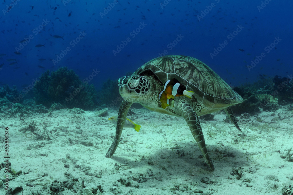 Obraz premium Give us a ride