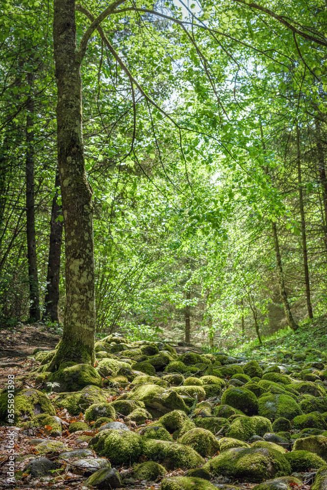 Obraz premium moss covered stone path in the forest