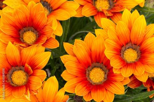 Gazanias