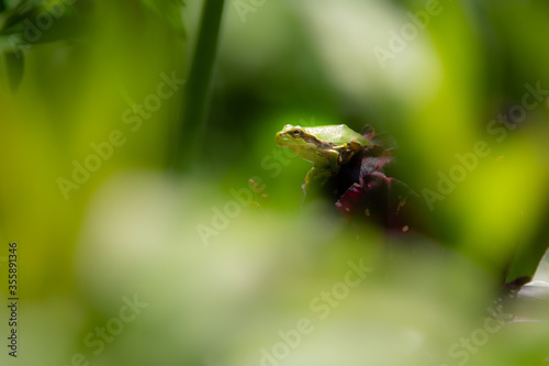 上野ファーム花の上に乗るカエル © 大西 親文