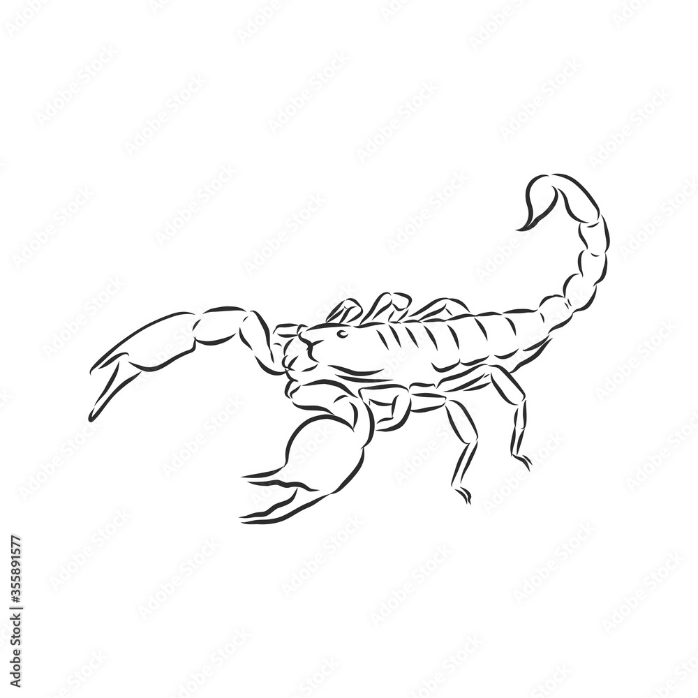 Hand drawn sketch of scorpion. Retro realistic animal isolated. Vintage tattoo. Doodle line graphic design. Scorpion, vector sketch illustration Hand drawn sketch of scorpion. Retro realistic animal isolated. Vintage tattoo. Doodle line graphic design. Scorpion, vector sketch illustration