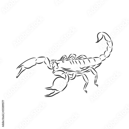 Hand drawn sketch of scorpion. Retro realistic animal isolated. Vintage tattoo. Doodle line graphic design. Scorpion, vector sketch illustration
