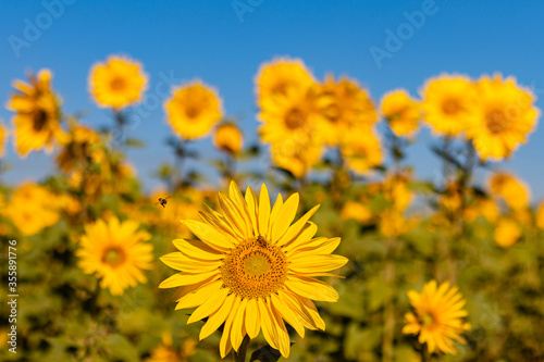 field of sunflowers in the summer