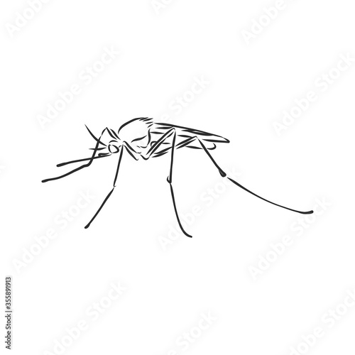 Hand sketch mosquito. Vector illustration, mosquito, vector sketch illustration