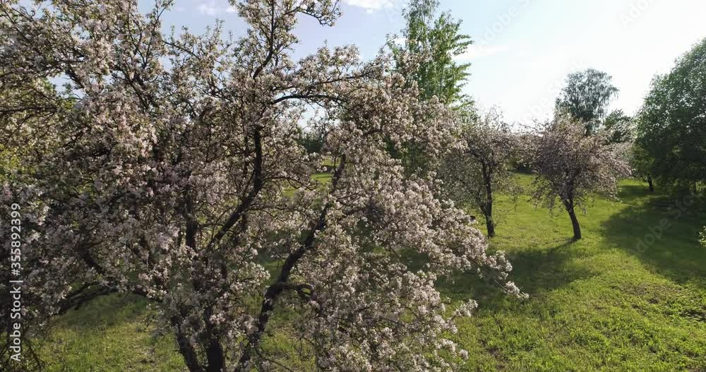 Blooming tree seen from above. Apple tree. Aerial footage. Blooming tree seen from above. Apple tree. Aerial footage.