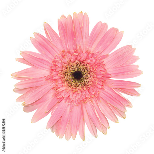 Pink Gerbera flower on isolated white background.Floral object clipping path.