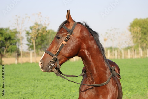 portrait of a brown horse