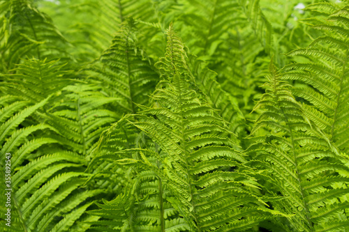 green fern leaves