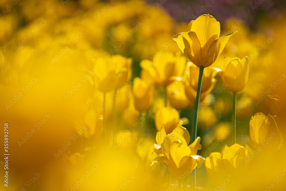 素敵な黄色のチューリップの風景