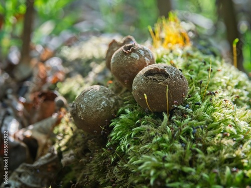 Small round mushrooms growning on the green moss. Close-up of puffball mushrooms in the forest. Spring in the forest. Lycoperdon pyriforme. photo