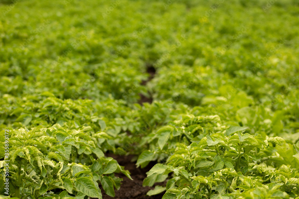 Only planted green field with potatoes with soft focus Only planted green field with potatoes with soft focus