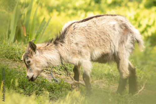 Young white goat eats grass with blurry background