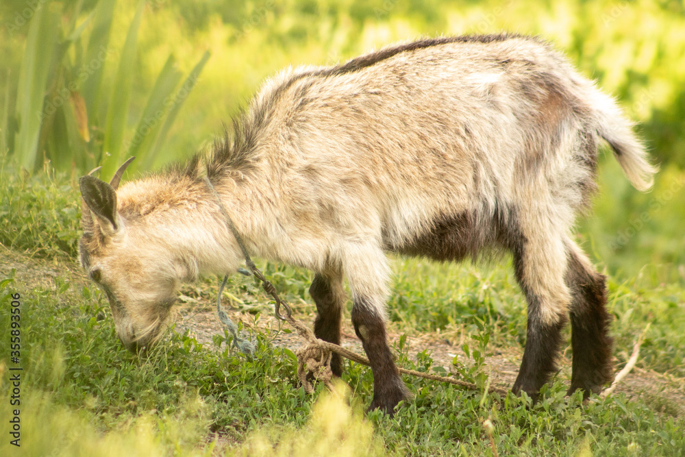 Young goat eats tasty green grass outdoors Young goat eats tasty green grass outdoors