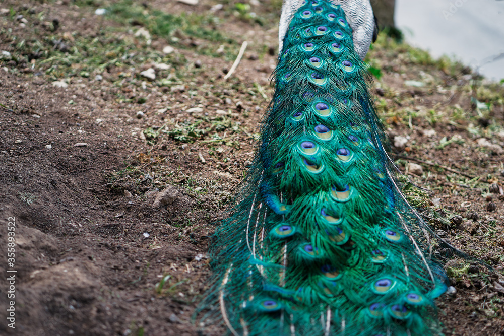 Obraz premium Beautiful male peacock tale.