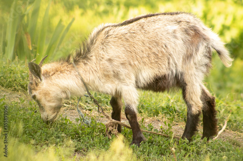 Young goat eats tasty green grass outdoors © Дмитрий Шкода