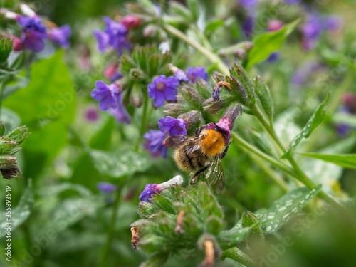 Close-up photo of bumblebee pollinating lungwort flowers in the spring time. Pulmonaria officinalis. Bombus lapidarius.