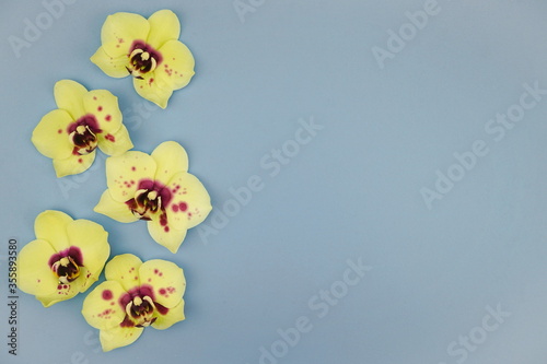Yellow orchid flowers on a blue background. Top view, copy space, flat lay.