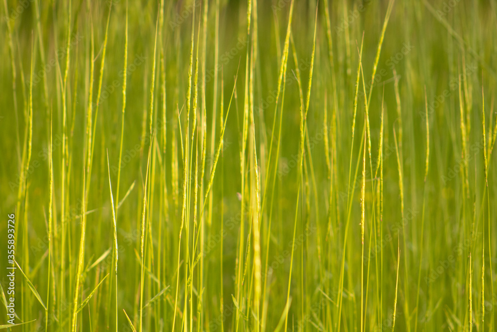 Green grass background close-up with blurry background