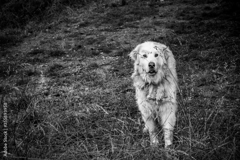 Gros chien de berger blanc de race patou - Chien gardien de moutons et  brebis foto de Stock | Adobe Stock