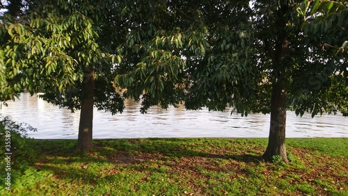 Trees with many green leaves near the river