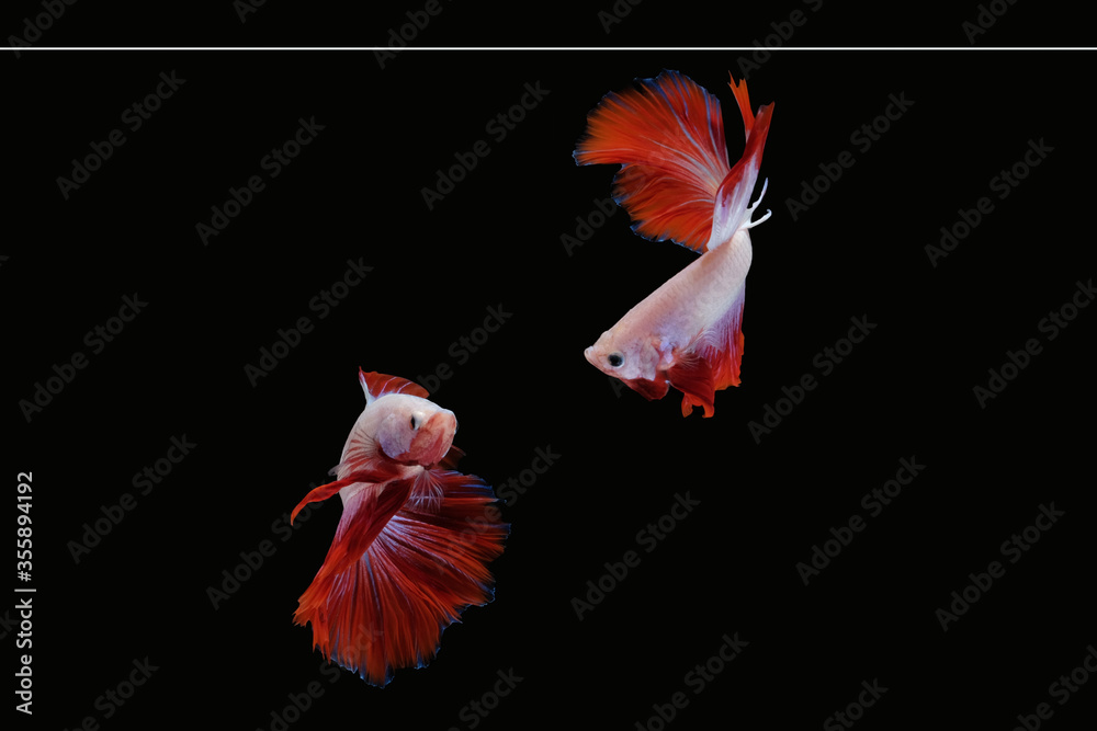 Two dancing betta fish (Mascot Halfmoon in white red color combination) isolated on black background Two dancing betta fish (Mascot Halfmoon in white red color combination) isolated on black background