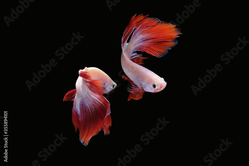 Two dancing betta fish (Mascot Halfmoon in white red color combination) isolated on black background