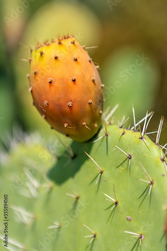 Indian fig opuntia cactus. Prickly pears by the Mediterranean Sea. © marabelo