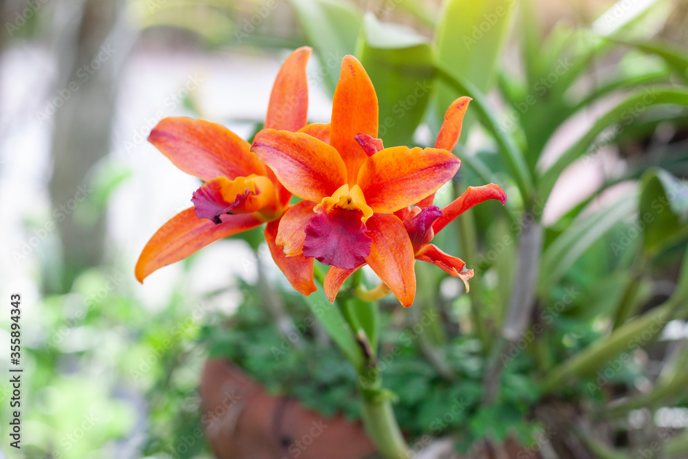 Obraz premium Orange Cattleya Orchids flower bloom on tree with sunlight in the garden on blur nature background.