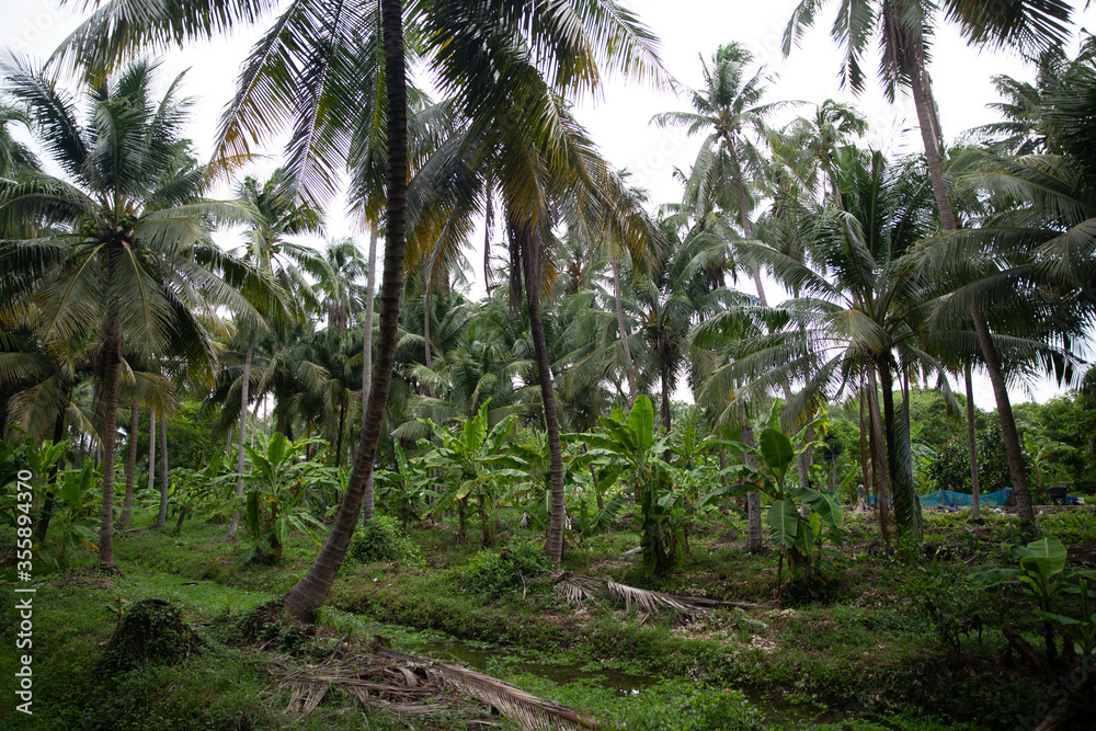Obraz premium The pathway in the garden is full of coconut trees. 